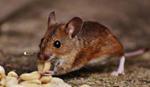24 Hour & Emergency Exterminators in Nacogdoches, TX